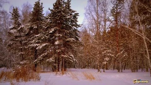 Арзамас лесная