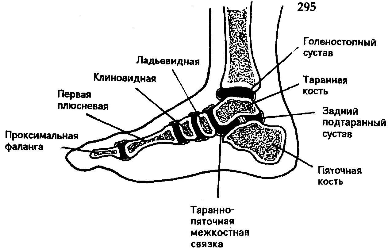 Суставы стопы ног. Таранно-пяточный сустав анатомия. таранная кость голеностопного сустава. суставы стопы топанатомия схема. таранная кость суставы.
