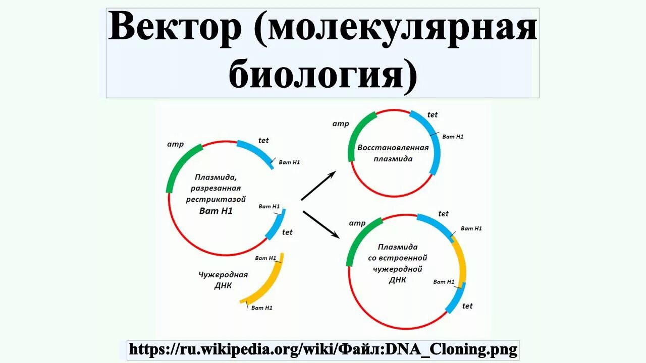 Плазмиды биотехнология. Биология вектор. Вектор молекулярная биология. Основы молекулярной биологии. Векторы плазмиды.