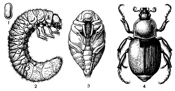 Личинка жука короеда ротовой аппарат. Жук Кузька цикл развития. Онтогенез майского жука. Тип личинки Западный Майский хрущ. Жук Кузька личинка.