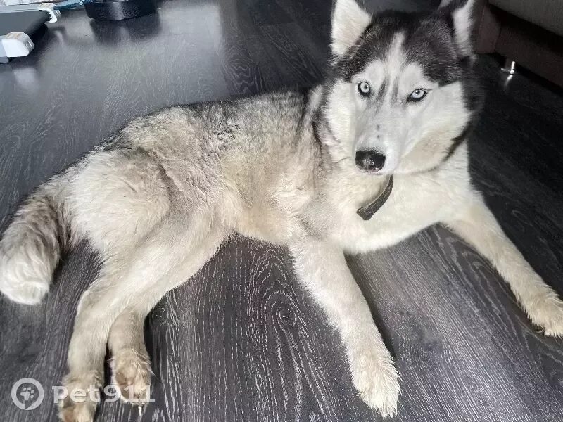 Найден хаски краснодар. Найдена хаски. 10 хасок. Щенки грюнендаля и хаски. Собаки красноярск.