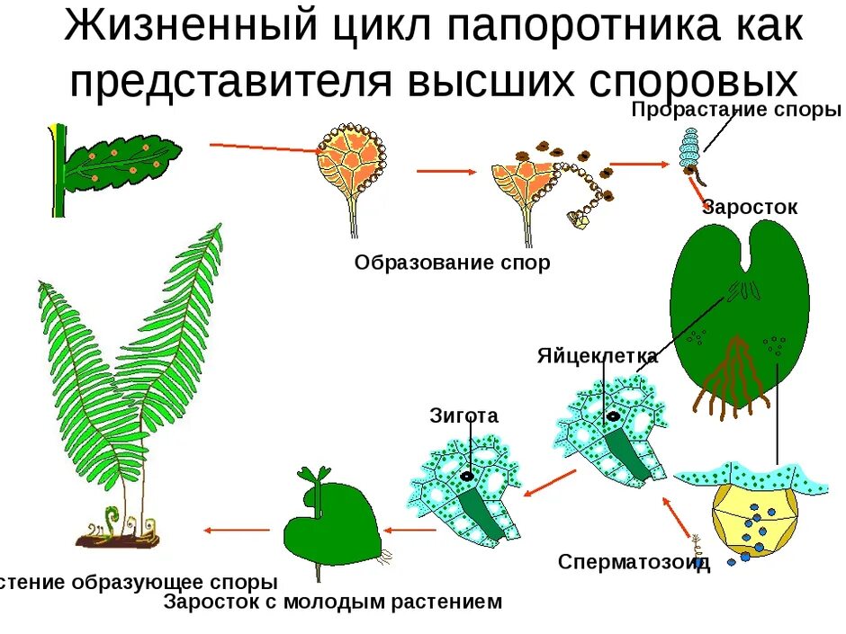 Цикл размножения папоротников схема. Циклы развития высших споровых растений. Размножение папоротников схема. Циклы развития растений папоротники.