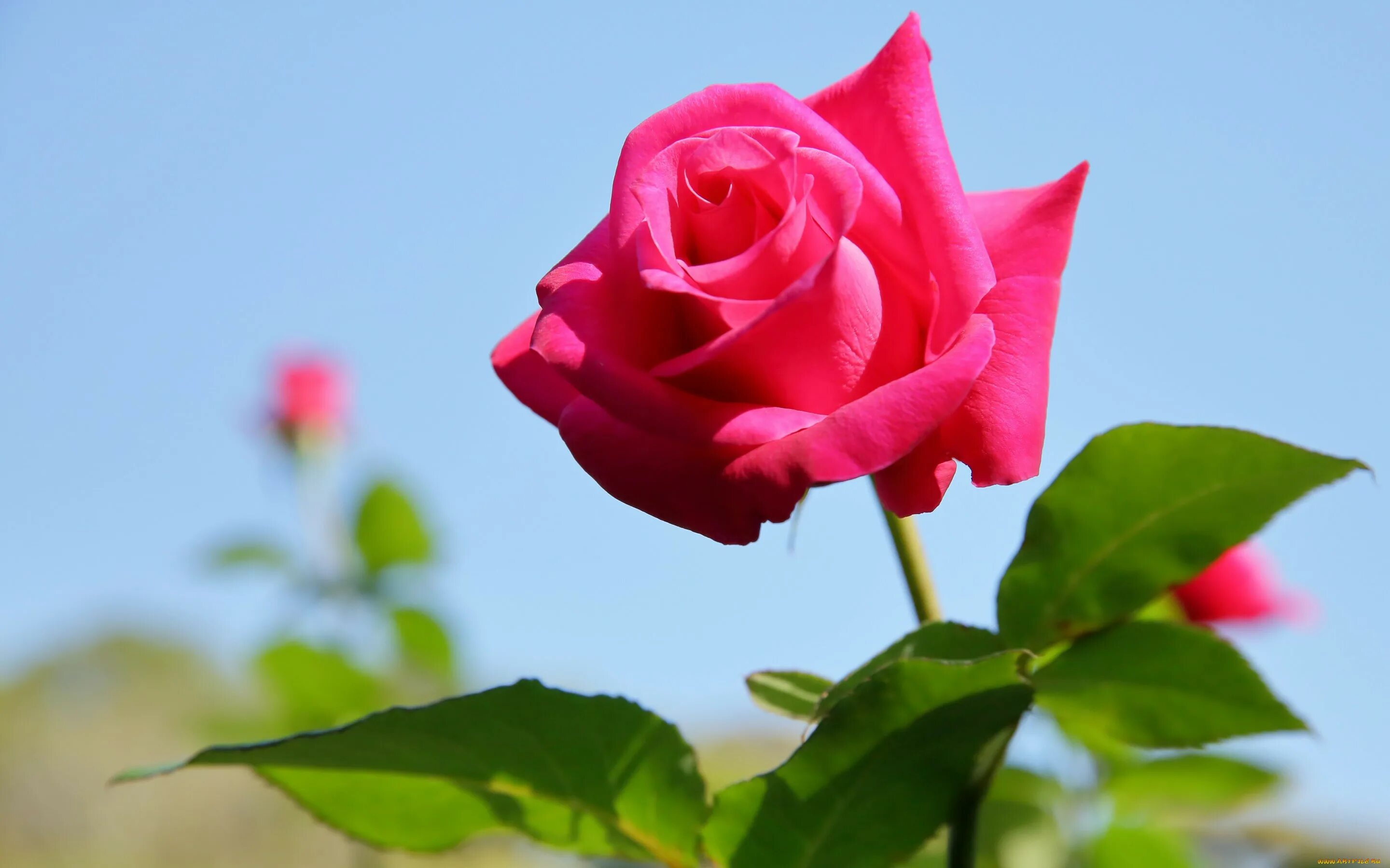 Найди цветок розы. Красивая Розочка. Крупные розы.