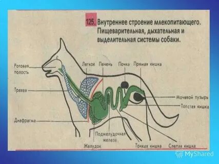 Все органы млекопитающих