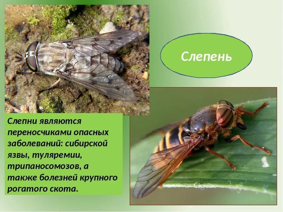 Рассказ сергея овода навигатор. Паут Овод слепень Шершень. Оводы слепни пауты. Муха Овод и слепень. Слепни являются переносчиками.