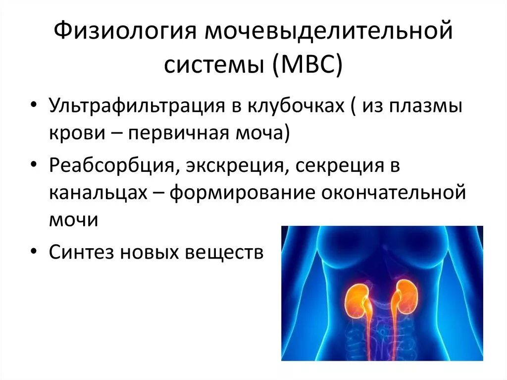 Мочевыделительная система и кожа 8 класс тест. Мочевыделительная система секреция. Мочевыделительная система заболевания 8 класс. Физиология органов мочевыделения. Физиологические процессы мочевыделительной системы.