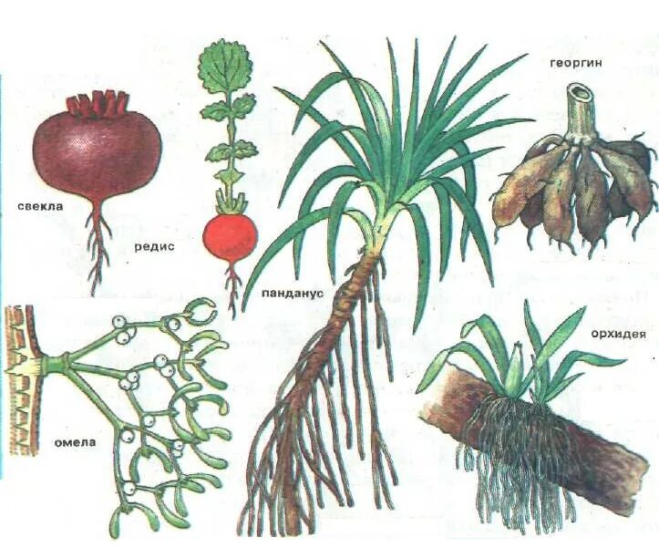 Видоизмененный корень имеется у. Корни и видоизмененные корни. Корнеплоды видоизменения корня.