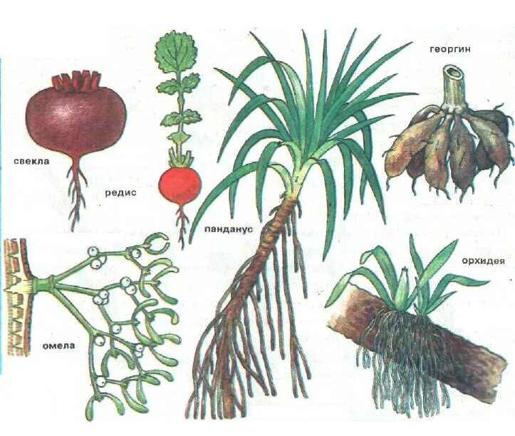 Корни и видоизмененные корни. Корнеплоды видоизменения корня.