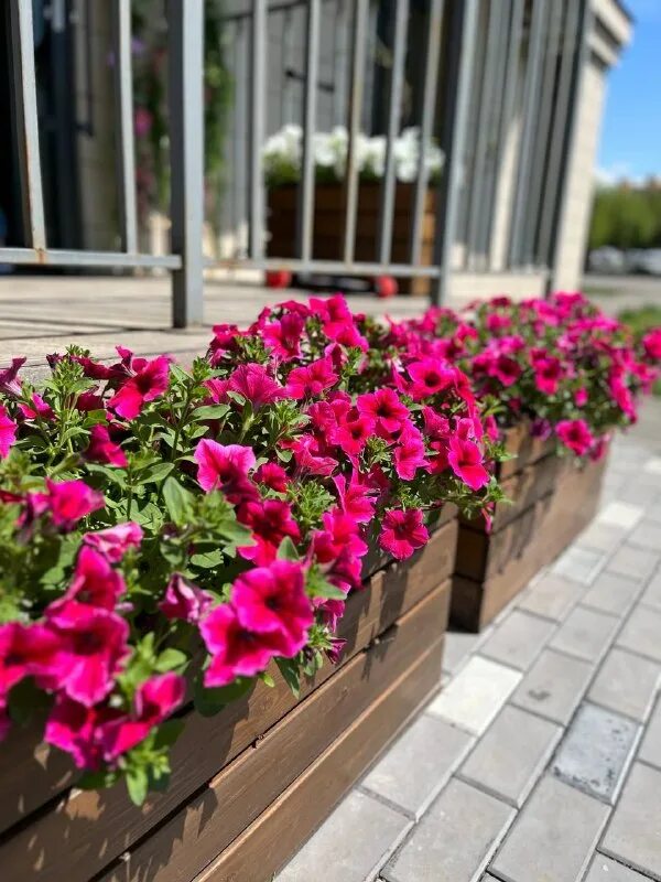 Тюльпановые поля в калининградской области. Цветущая поляна советская гавань. Гавань цветок. Стамбул тюльпаны фото. Цветущая поляна советская.