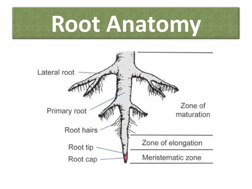 Root рут. Root Anatomy. Кустарник анатомия. Bryophyta root Anatomy. Lateral root.