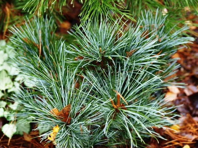 Хвойные таксон. Pinus pumila Dwarf Blue.