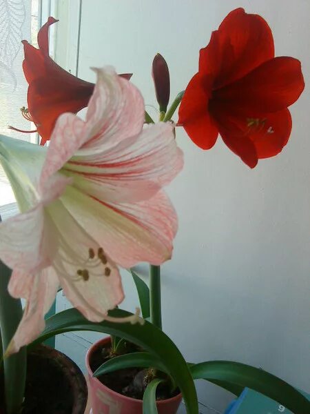 Astromerias, 3 They come in a variety of colors, and have always been my #1 favo