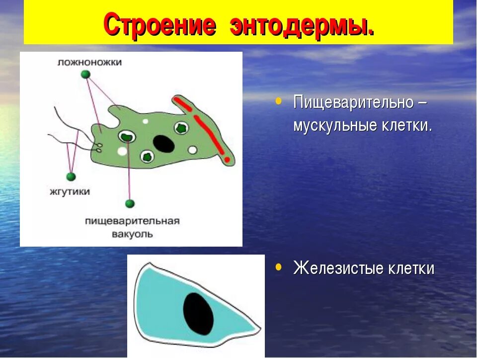 Строение эктодермы и энтодермы кишечнополостных. Железистые клетки. строение железистой клетки. строение железистой клетки гидры. пищеварительно мускульные клетки энтодермы.