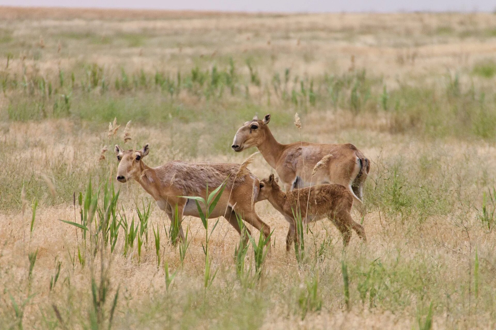 Антилопы в какой природной зоне. Сайга (Сайгак). Сайгаки в Калмыкии. Степная антилопа Сайгак. Сайгак в полупустыне.