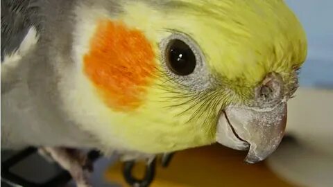 Условия для корелла