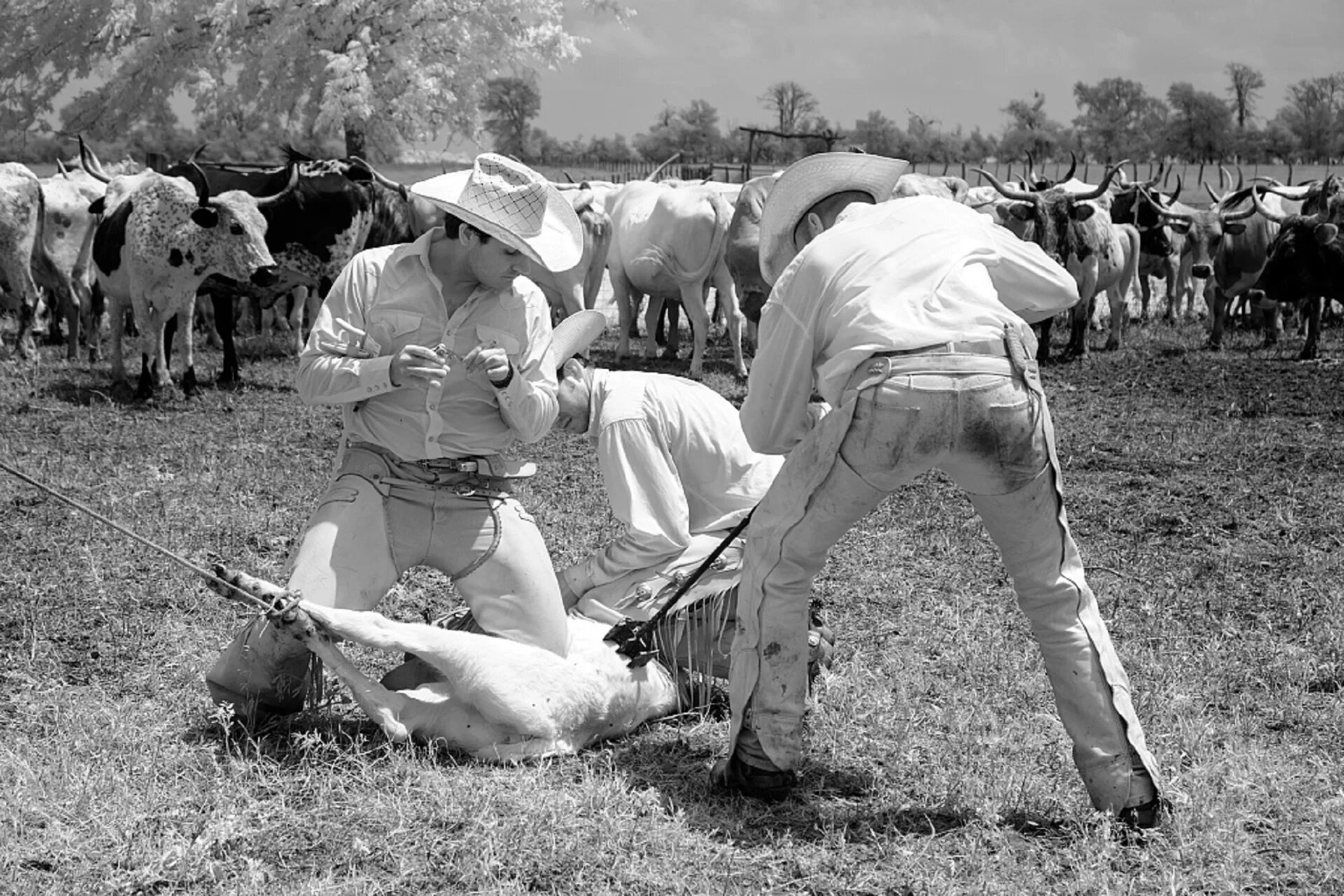 Human cattle