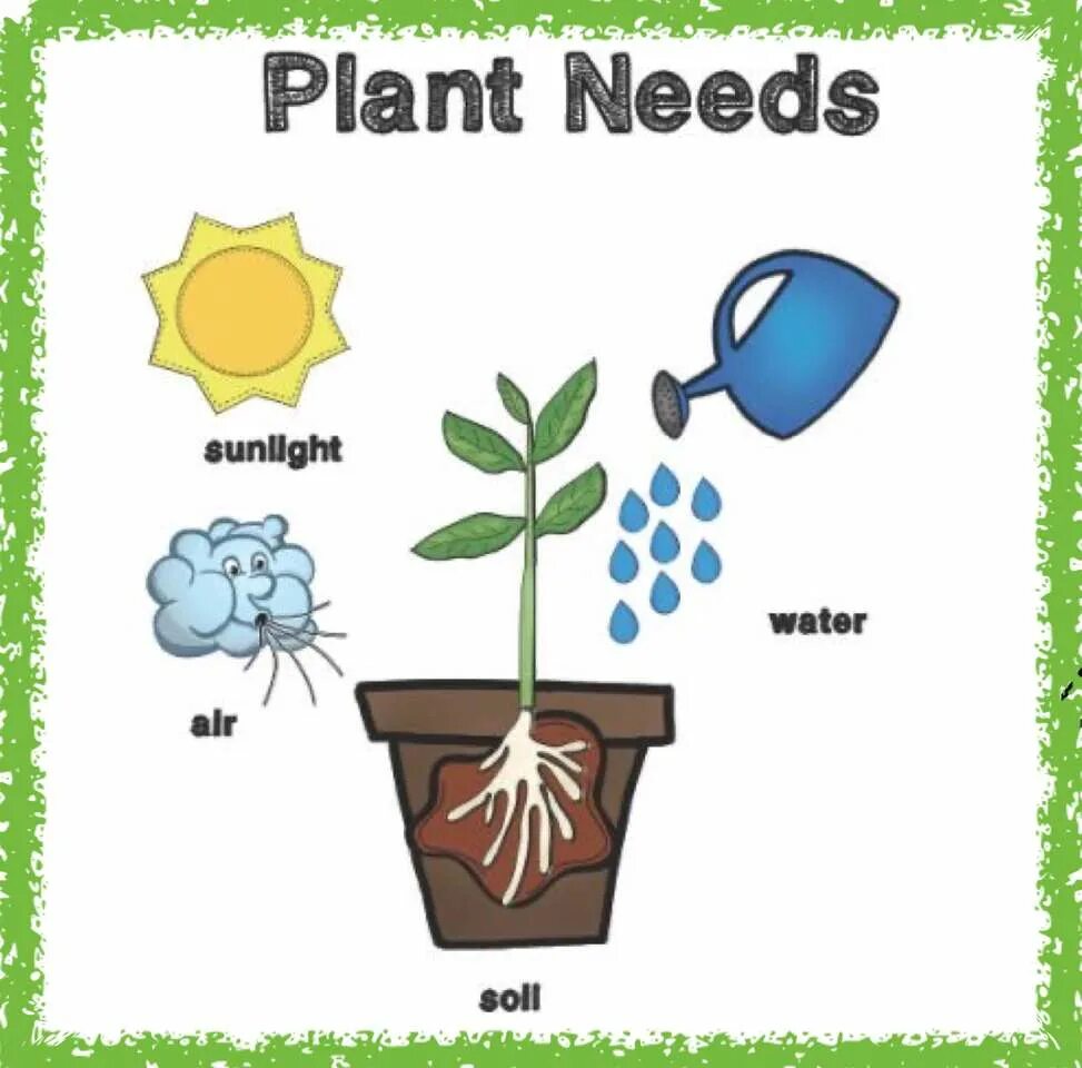 Plants kinds. Plants на английском для детей. Plant Life Cycle for Kids. Plants Vocabulary for Kids. Вода для растений картинки для детей.