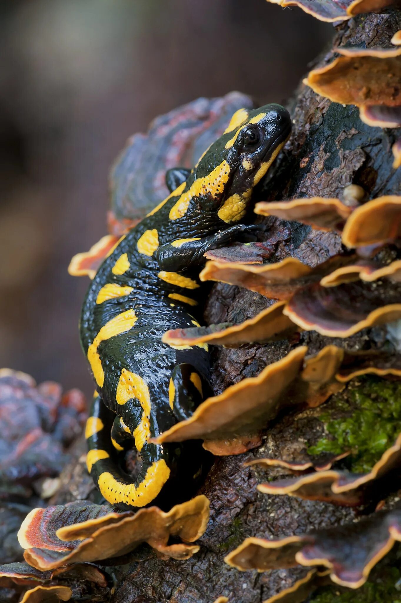 Огненная ящерка. Огненная саламандра salamandra salamandra. пятнистая саламандра. огненная пятнистая саламандра. саламандра ящерица.