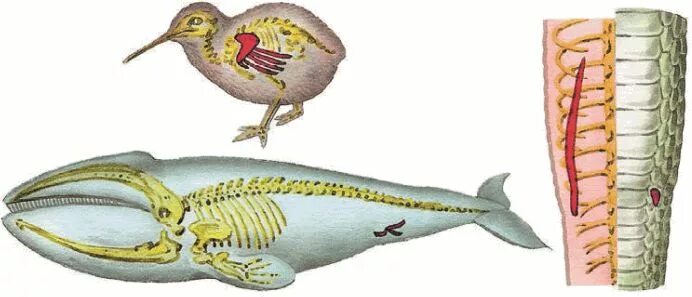 Рудимент у питона. Птица киви рудиментарные органы. Рудименты тазового пояса кита. Скелет кита рудименты. Рудименты у киви.
