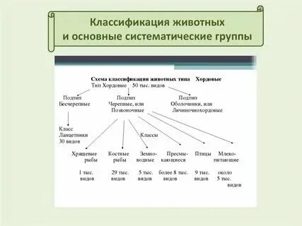 Систематическая группа животных таблица 8 класс Картинки ОБЪЕДИНЕННАЯ ГРУППА ЖИВОТНЫХ