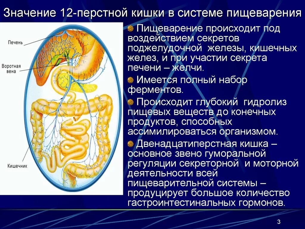 Процесс пищеварения значение. Пищеварение в двенадцатиперстной кишке. Двенадцатиперстная кишка пищеварение. Пищеварение в 12-перстной и тонкой кишке. Процессы в двенадцатиперстной кишке.