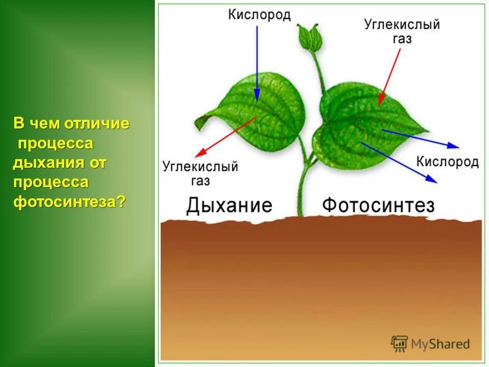 доклад на тему питание растений 6 класс по биологии. жизнедеятельность растений кислород. дыхание растений. жизнедеятельность растений кислород. дыхание растений и питание растений фото.