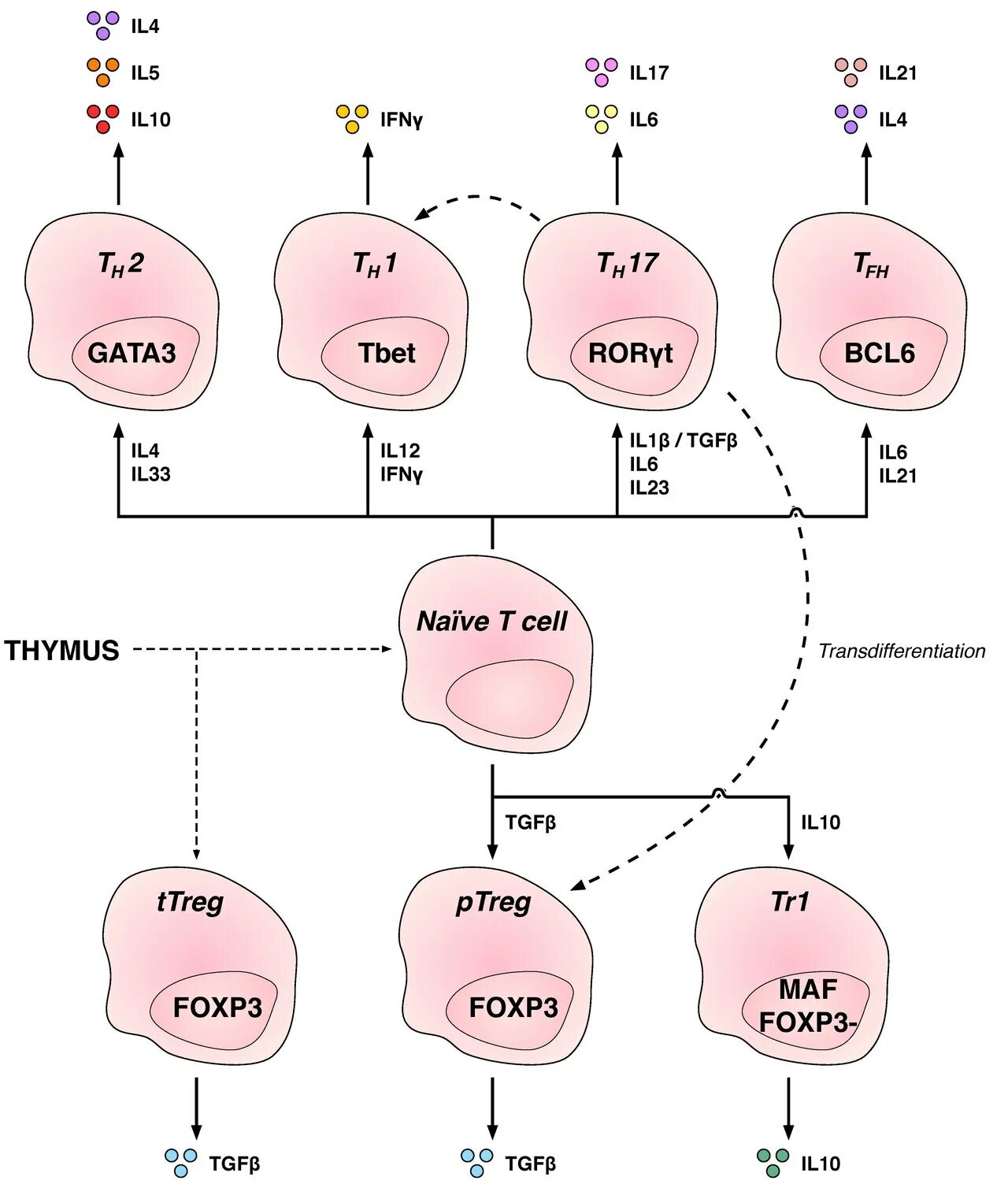 Клетки т 8. Cd4+ т-клетки. Cd4+ клетки. Наивные т клетки. Cd4 и cd8 т клетки.