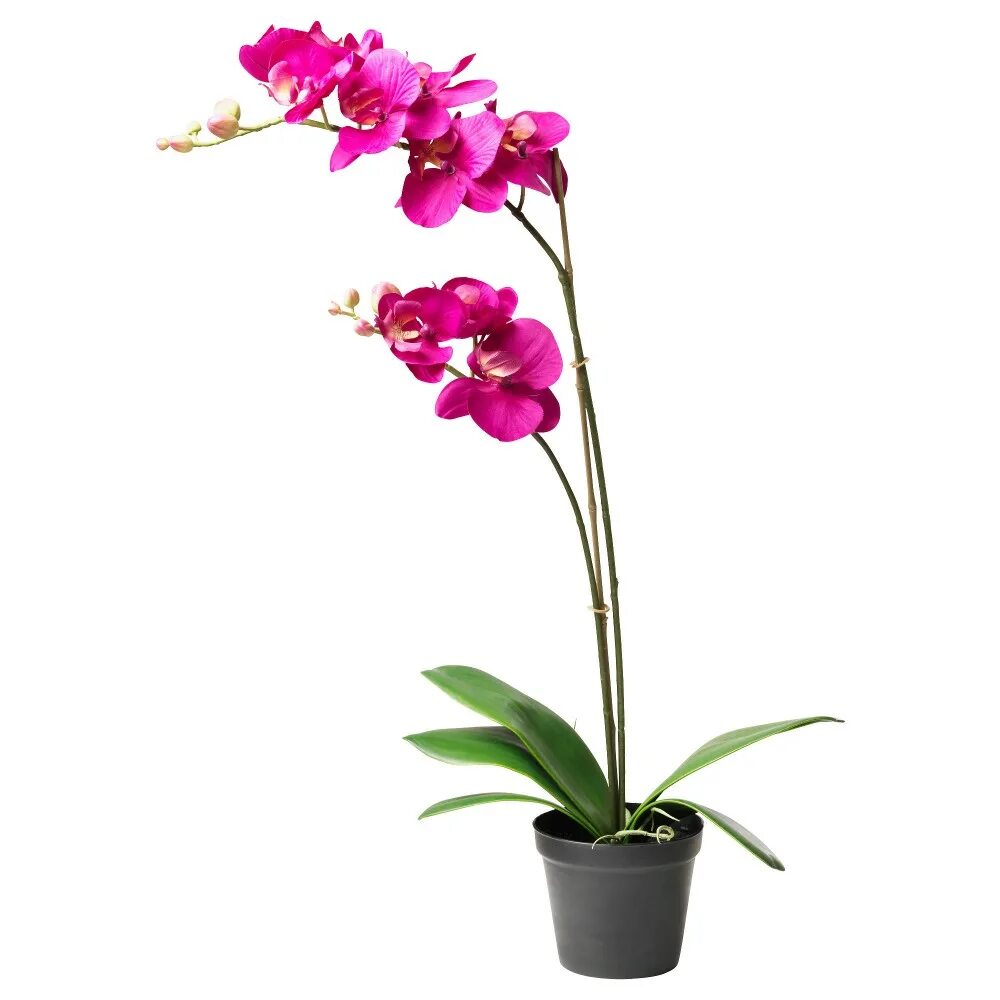 Орхидея в горшке купить в нижнем. Орхидея фаленопсис икеа. Фаленопсис в горшке. Цветок в горшке фаленопсис.