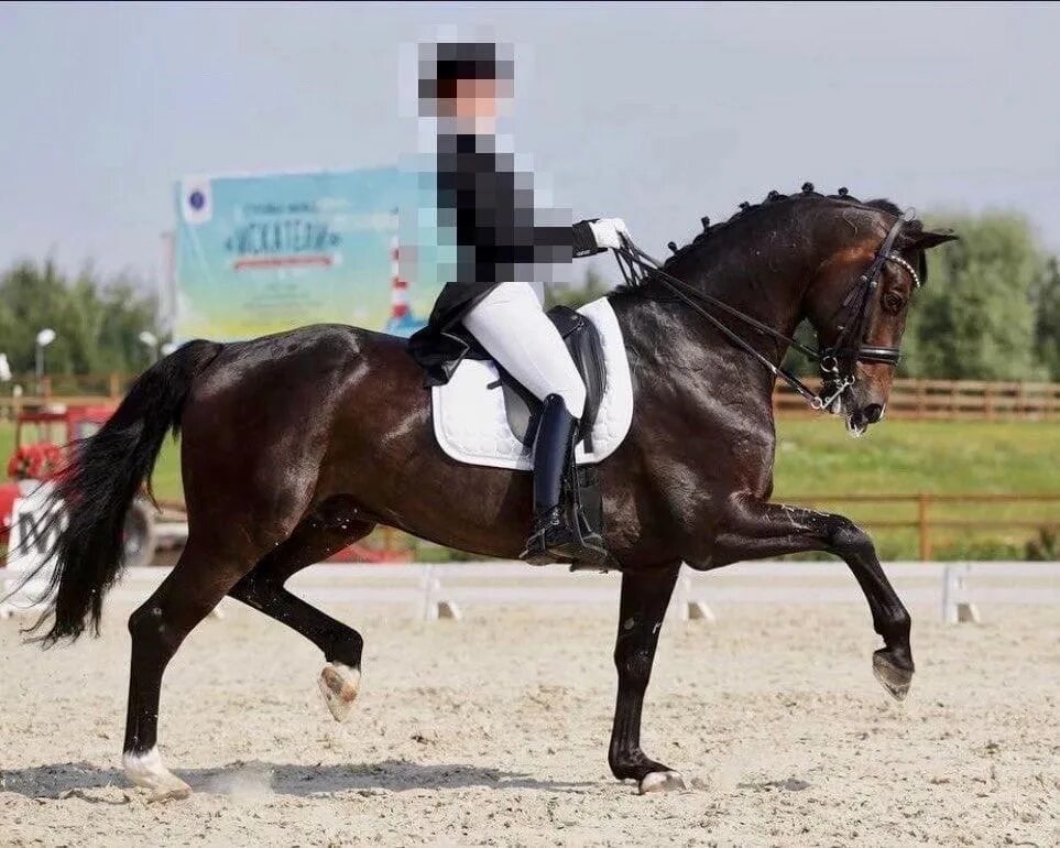 Небесный конь фильм 2018. Почта лошадей кино. Лошадь 2008. Фильм двуногий конь иран. Фильмы про лошадей 2021.