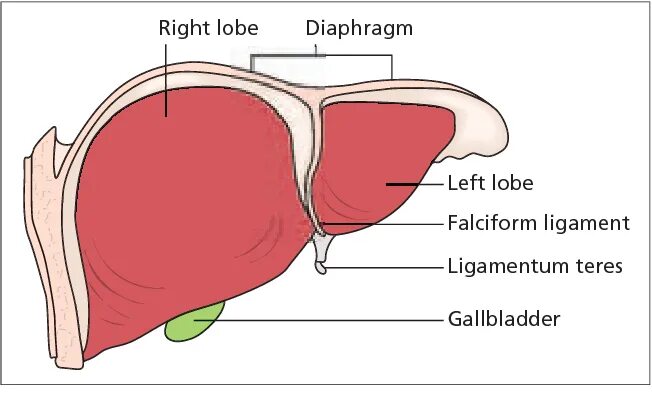 Схематическое изображение печени и желчного пузыря Healthy liver, Liver health, 