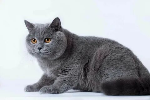 Какой породы том