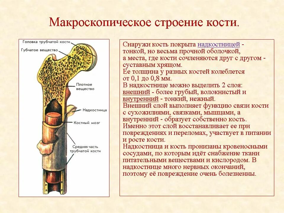 Трубчатые 2 губчатые. Рост трубчатых костей. Состав и строение кости 8 класс биология. Рост кости в длину обеспечивается делением клеток. Рост трубчатых костей в длину осуществляется за счет.