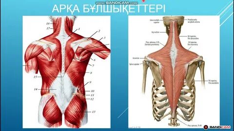 Жетілген сексуалды жалаңаш қыздар