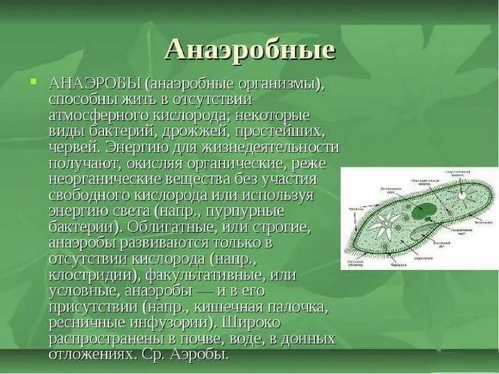 Анаэробные бактерии. Анаэробные организмы. Организмы анаэробы. Анаэробные микроорганизмы. Этапы анаэробных организмов