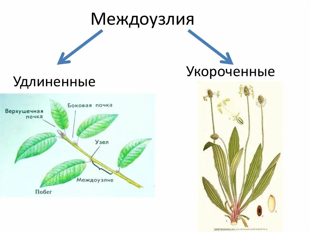 Типы побегов по длине междоузлий. Стебель по длине междоузлий. Удлиненный побег и укороченный побег. Удлиненные и укороченные побеги