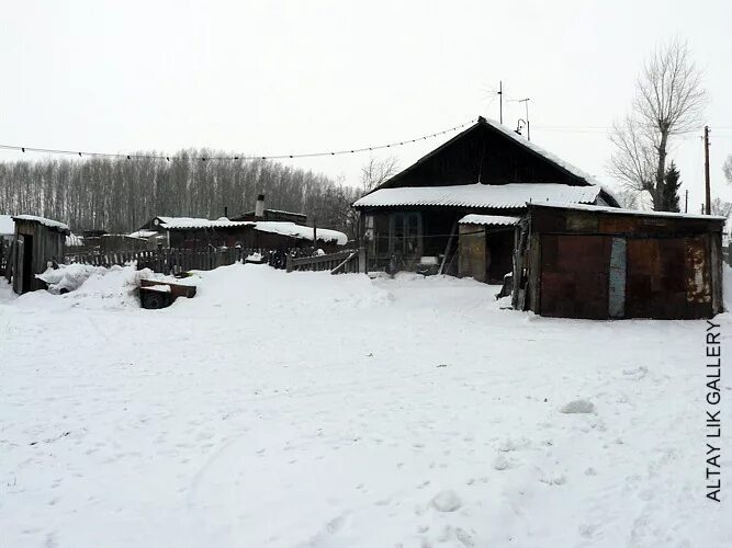 Алтай Советский район с Урожайное. Село Урожайное Алтайский край. Алтайский плодовитый фото.