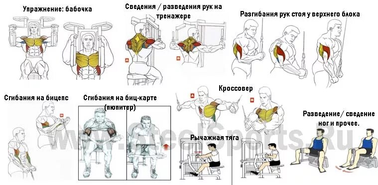 Программа для спины в тренажерном. План тренировок в тренажерном зале на тренажерах. план тренировки на силовом тренажере. упражнения на силовом тренажере для мужчин. название упражнений на тренажерах в спортзале.