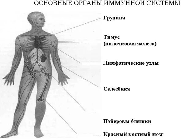 Где находится иммунитет