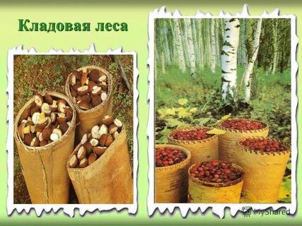 Кладовая леса
