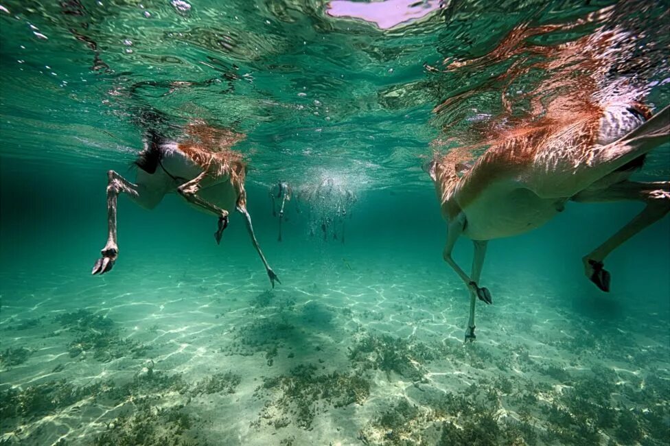 15 про под водой. Подводные съемки. Съемка под водой. Фотосессия под водой. Озеро под водой.