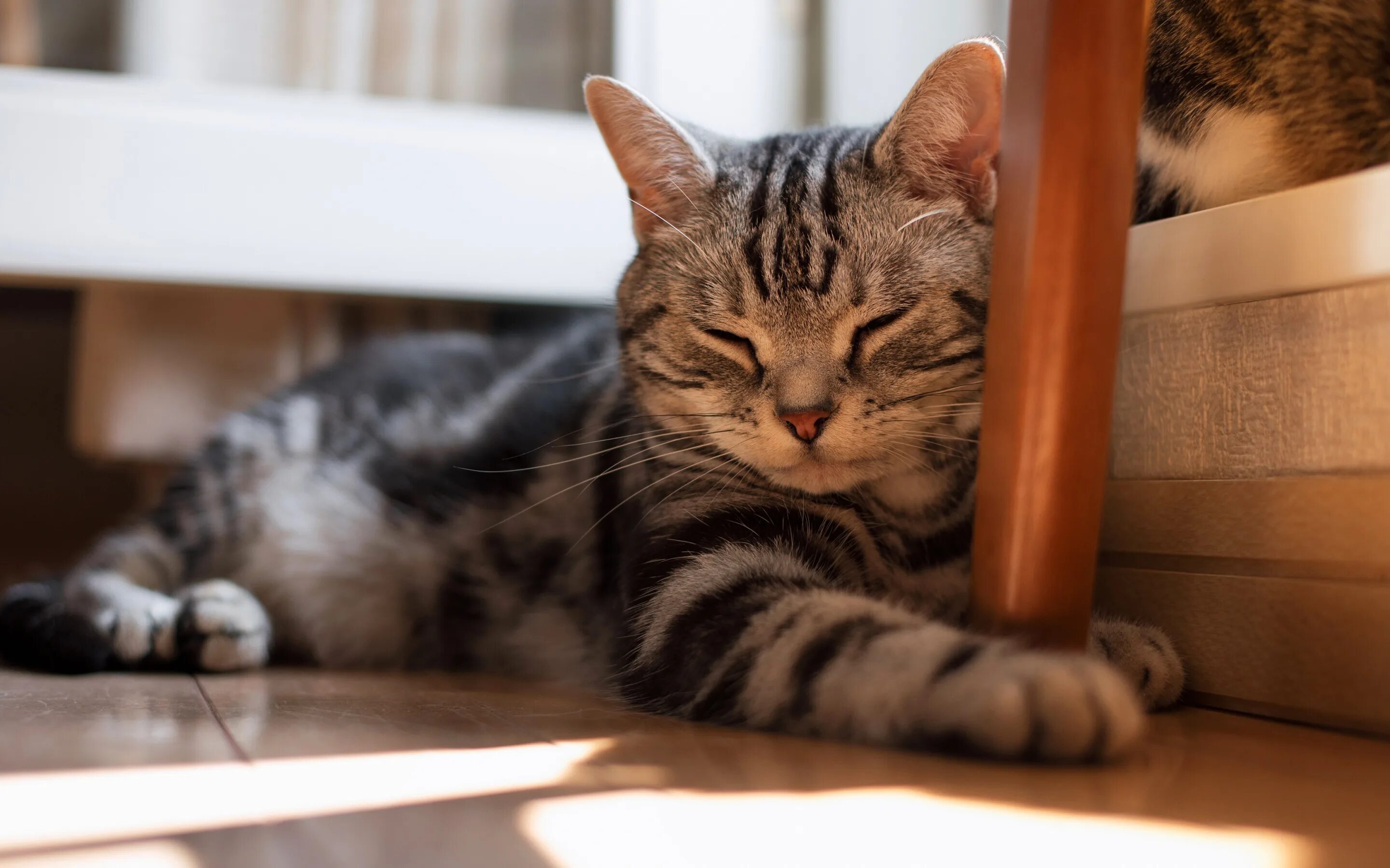 Кошка дома картинки. Котенок лежит. Котики на рабочий стол. Кошка лежит на столе.