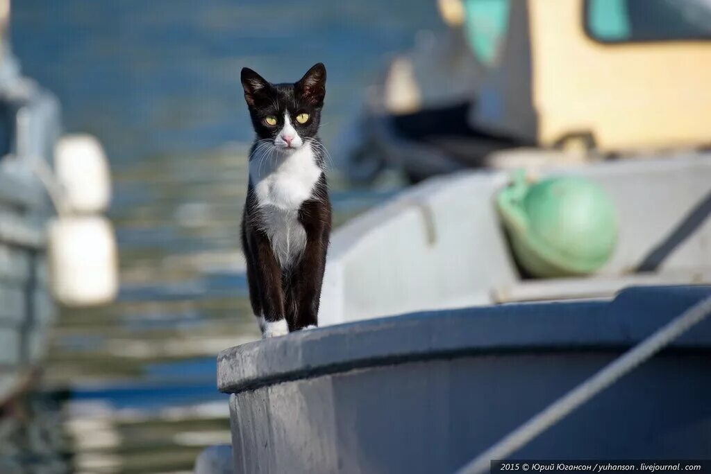 Корабельный кот. Кошка на корабле. Черный кот на море. Котик на лодке. Черная кошка на корабле.