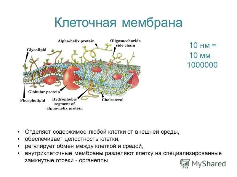Оболочка строение и функции. Строение мембраны клетки органеллы. Клеточная оболочка и клеточная мембрана. Клеточная оболочка содержит. Клеточная оболочка содержит.