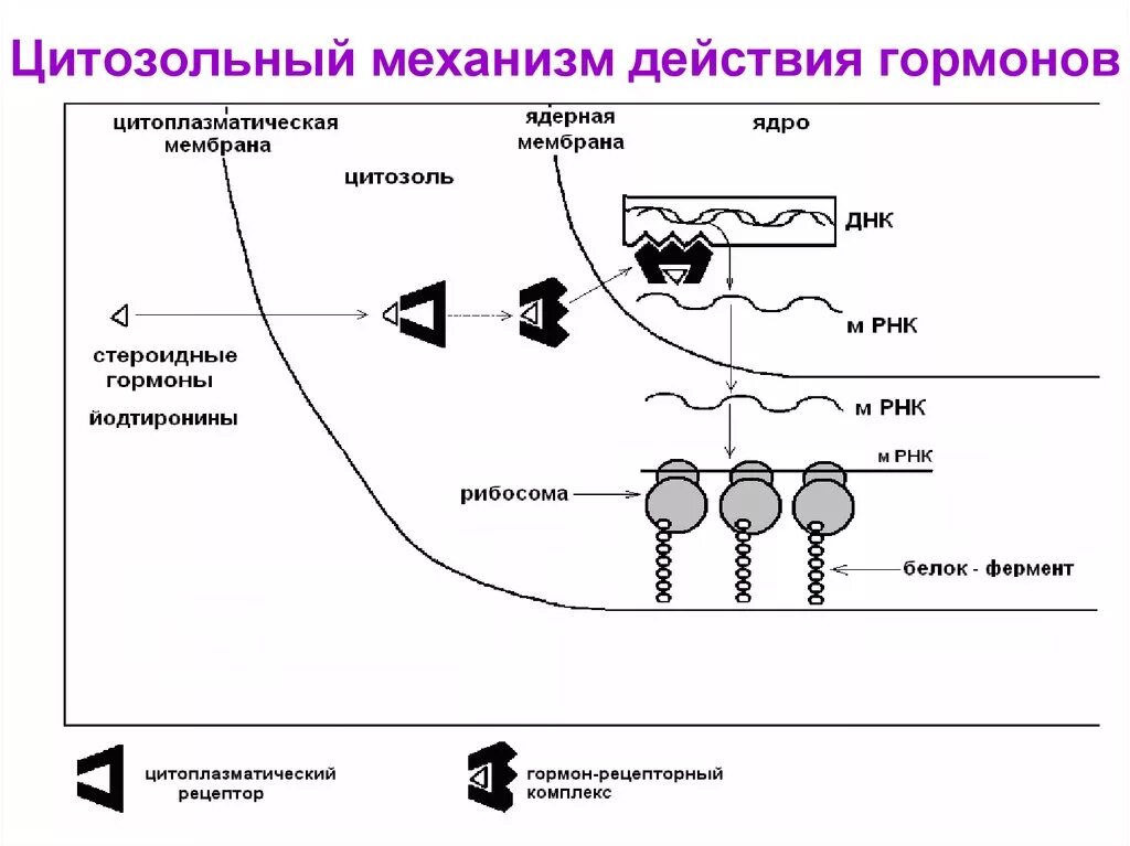 Стероидные гормоны схема действия биохимия. Мембранно-внутриклеточный механизм действия гормонов схема. Механизм действия стероидных гормонов биохимия схема. Общий механизм действия гормонов схема. Сигнала фермент