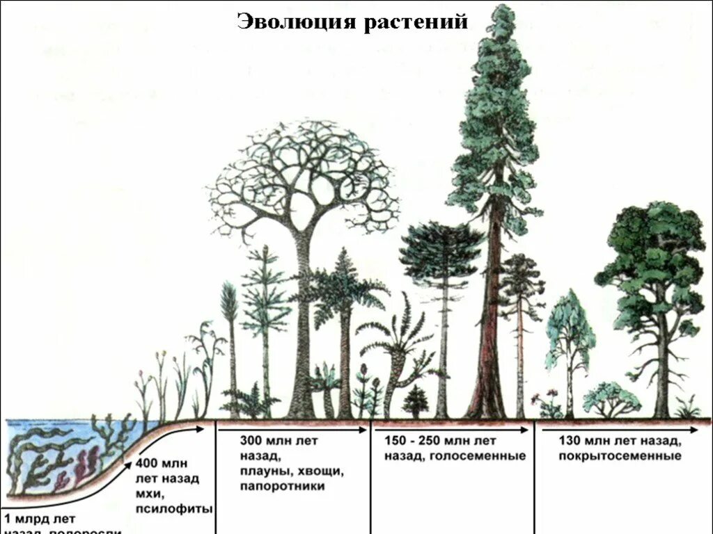 Эволюционные преобразования у растений. Происхождение покрытосеменных растений схема. Схема происхождения высших растений. Суждения о тканях высших растений