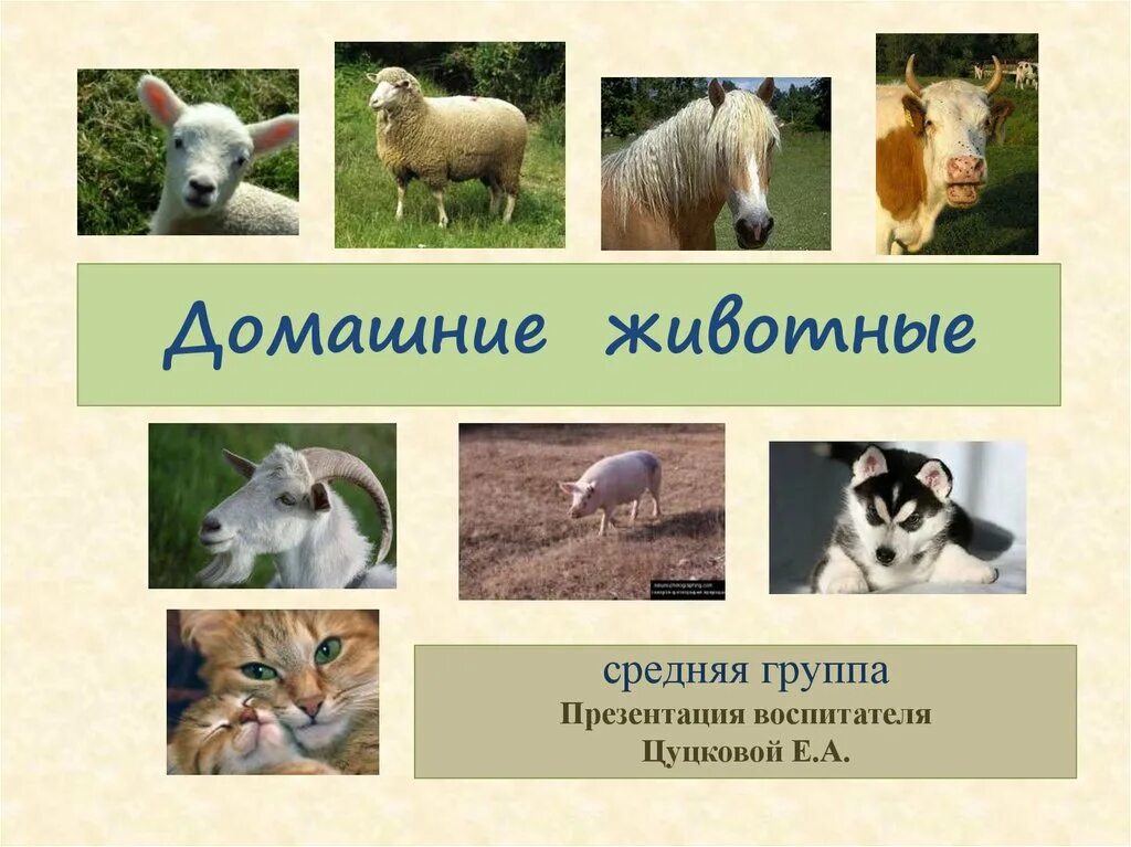 Домашние иджикие животные. Картотека диких животных. Титульник дикие животные. Лесные животные для дошкольников. Животные презентация для дошкольников.