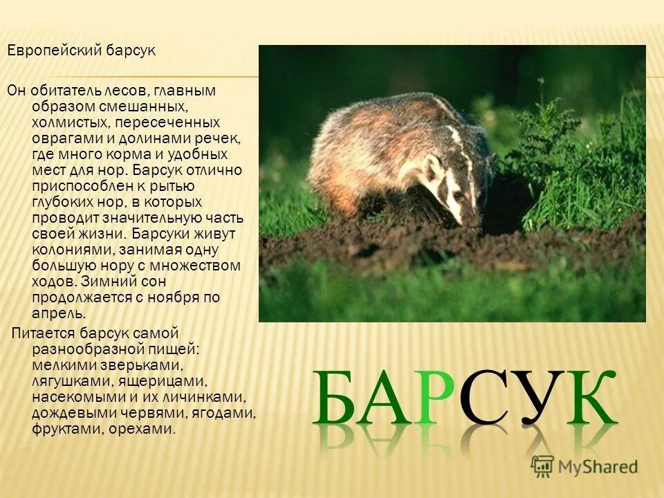 Текст про барсука. Барсук с полосками на спине. Барсук дикое животное. Барсук краткое описание. Барсук значение.