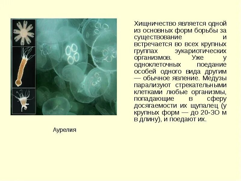 Уже у одноклеточных животных встречается поедание