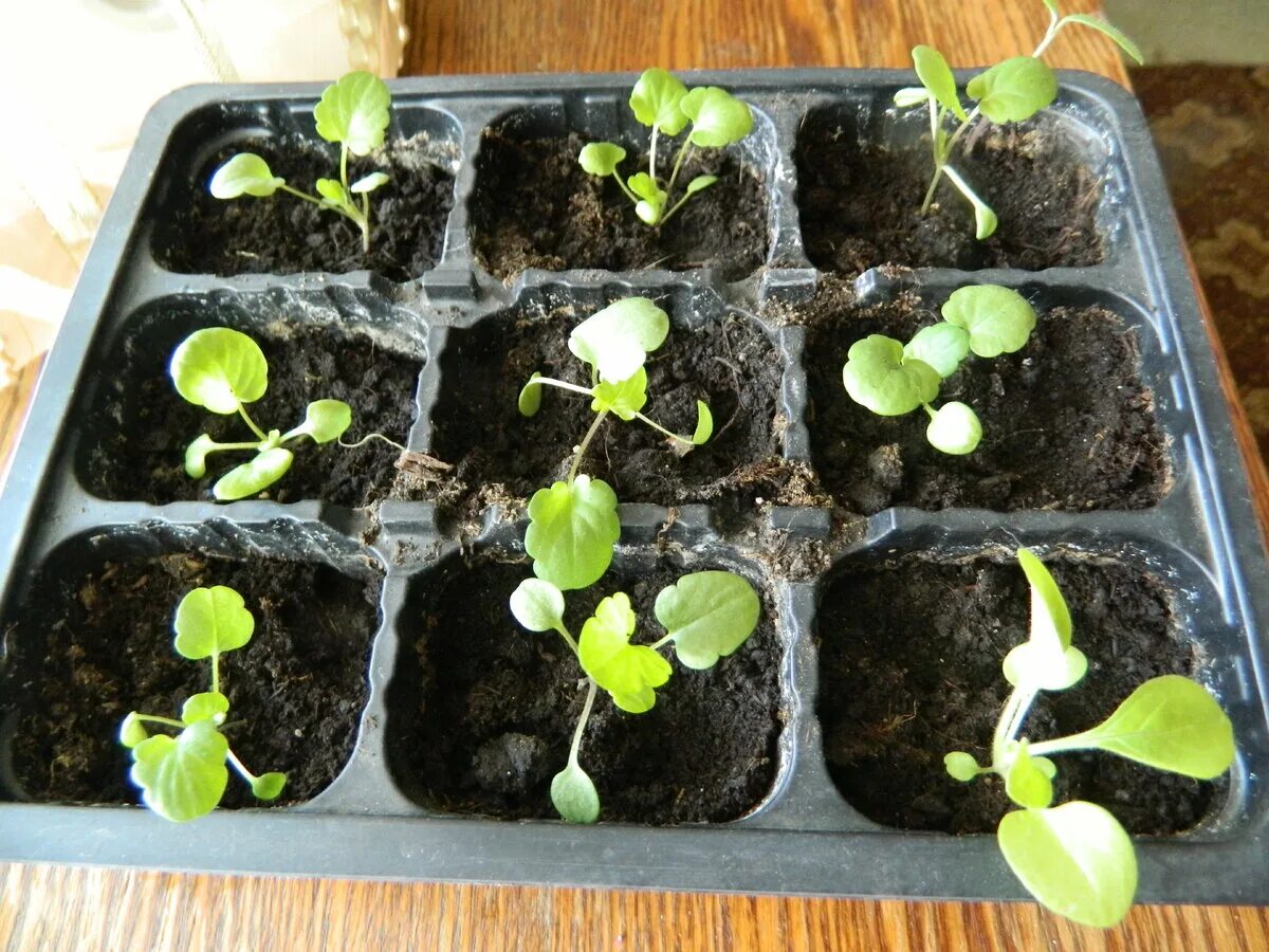 Как сеять анютины глазки на рассаду. Рассада«анютины глазки», «виола». Как сеять анютины глазки на рассаду. Фиалка рогатая пикировка рассады. Анютины глазки и виола в грунт.