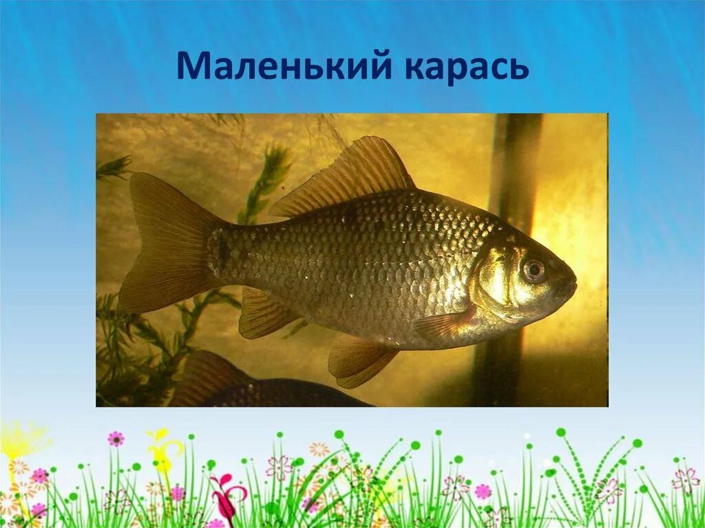 Сказка карась-идеалист - салтыков-щедрин. Рыба карась фото и описание. Карась для дошкольников. Серебряный карась. Автор произведения карась рыба смирная.